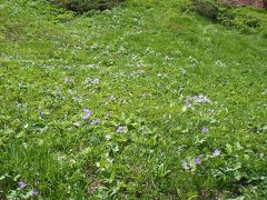 3回目で初めて岩手山の白根葵の群落に会えた。