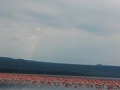 ドバイ経由ケニアサファリの旅（3） ～ナイバシャ湖ボートサファリとナクル湖国立公園