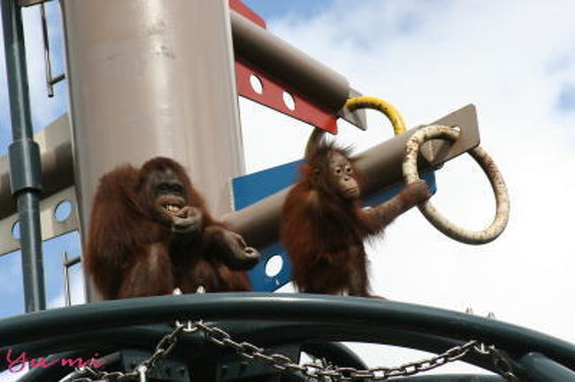 １日目　羽田空港発ー新千歳空港ー（レンタカー）−<br />　　　　旭山動物園ー層雲峡　宿泊　　走行２５８ｋｍ<br /><br />２日目　層雲峡ー銀泉台ー然別湖畔温泉　宿泊　走行　８６ｋｍ<br /><br />３日目　然別湖畔温泉ー支笏湖ー三段滝ー<br />　　　　北湯沢温泉　宿泊　　　走行２７４ｋｍ<br /><br />４日目　北湯沢温泉ー昭和新山・クマ牧場ー<br />　　　　（中山峠経由）−札幌場外市場ー<br />　　　　新千歳空港ー　　　走行２０２ｋｍ（累計８２０ｋｍ）<br />　　　　羽田空港着　<br /><br /><br />　　　　　　　　