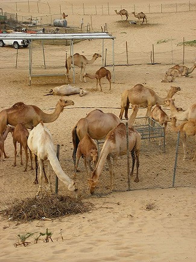 ドバイ経由ケニアサファリの旅 6 ドバイ到着 デザートサファリ ドバイ アラブ首長国連邦 の旅行記 ブログ By ニーコさん フォートラベル