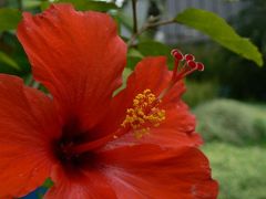 Hibiscus Festa