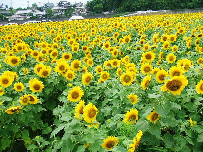 7月4日の長崎新聞に<br /><br />高来(長崎県諫早市高来町)のヒマワリ畑が満開!<br /><br />との記事があったから 早速見に行ってきました(^o^)丿<br />夏が近付いて来ると こうやって新聞、TVから情報を得てお花見に行きます。<br /><br />このヒマワリ畑は約20万本だそうです。<br />お持ち帰り可で1本100円。<br />皆さん、嬉しそうにバツバツ切ってましたよ。