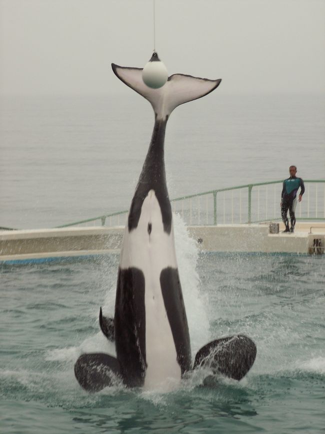 今回は、秘境・世界遺産中心の私には、異色の動物シリーズ。６月下旬の早朝、鴨川シーワールドは朝もやに包まれ、まるで墨絵の世界に迷い込んだかのような幽玄な世界に満ち溢れていた。今日の感動を予感するかのような演出だ。<br />お目当ての動物との触れ合い体験ができる、ディスカバリーガイダンス（動物とのふれあい体験）参加のレアチケットをゲットするために、開館１時間半前に到着する。そのディスカバリーガイダンスの中で、水族館の裏側を見学をして、最後に白いるかベルーガ君にタッチする「水族館まるごとウォチング」と、魚の餌付け体験できる「魚とのコミュニケーションタイム」が本日のお目当てだ。しかし、おっとすでに、列が並んでいるじゃないかぁ。<br />早速レアチケットをゲットし、パファーマンスタイムに合わせて、閉館まで動物たちと楽しんじゃおう！！<br />注）表紙の写真はシャチがボールをキックする決定的瞬間。<br />