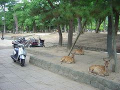 １８０８２６：奈良公園の鹿