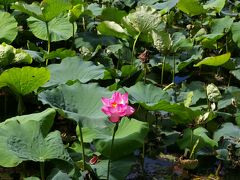 不忍池の蓮の花