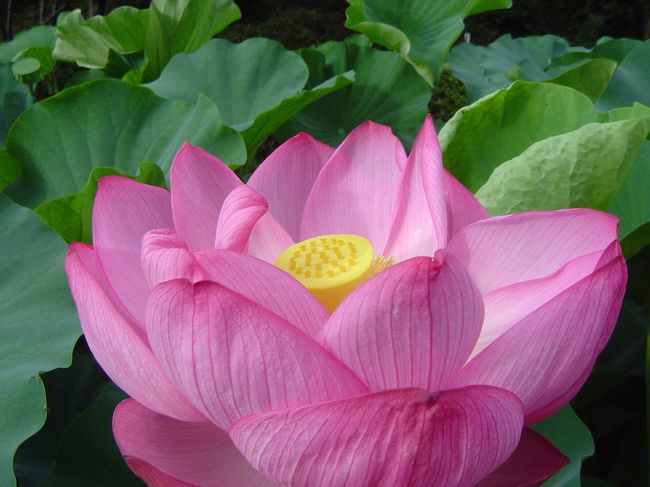 梅雨の合間、蓮の花を求め、光明寺とフラワーセンター大船植物園へ早起きして鎌倉散歩です。