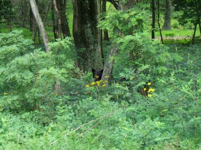 ワシントンDCからの帰りにナショナルパークへ行きました。<br />山脈沿いに走るスカイラインを50マイル走ったのですが<br />多くの野生の動物を見ることが出来ました。<br />(全長は約100マイルくらいなので約半分)<br />特に野生のブラックベアの親子は感動的でした。<br />10mくらいのところで見ることが出来ましたが、ピクニックエリアのすぐ近くだったので驚きました。<br />子供も怖いのと興味とで大興奮!!<br />このルートはブルーリッジへと繋がって2月に行った<br />スモーキーマウンテン(テネシー)まで行けるようです。<br />途中には眺めの良いロッジもあって最高のドライブが出来ました。<br />DCに行かれる方にはお勧めです。