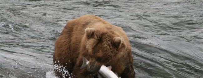 カトマイ国立公園周辺 旅行 クチコミガイド フォートラベル アメリカ Katmai National Park