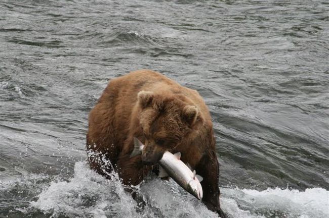 欲張り アラスカ 動物編 Katmai 3日目 カトマイ国立公園周辺 アメリカ の旅行記 ブログ By Etsuさん フォートラベル 欲張り アラスカ 動物編 Katmai 3日目 カトマイ国立公園周辺 アメリカ の旅行記 ブログ By Etsuさん フォートラベル