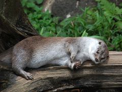 よこはま動物園　ズーラシア