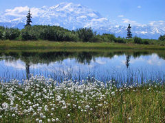 アラスカの風を感じて。緑の丘は花園。