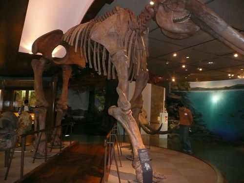 貴重】化石 約290万年前 滋賀県立琵琶湖博物館収蔵品レベル 木箱