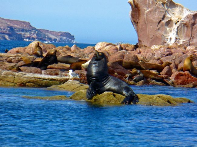  メキシコの扉　コルテス海★