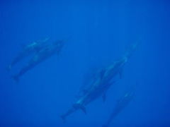 オアフ2007 その４ イルカとウミガメに会おう！
