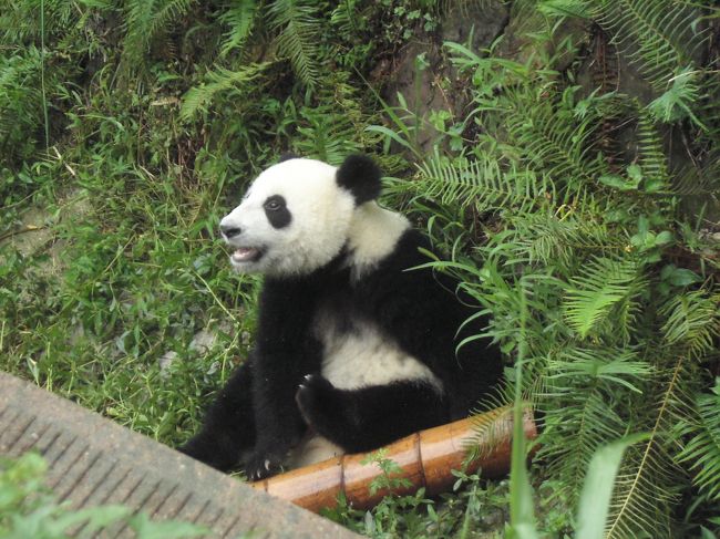 車を１日チャーターしてパンダ繁殖研究基地と<br />楽山大仏に行ってきました。<br /><br />パンダがこんなにかわいいとは…！（萌）