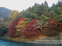 宇治川の紅葉