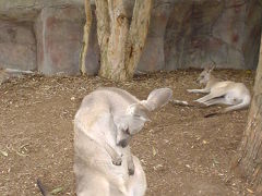 親子で旅行。ゴールドコースト＆シドニー