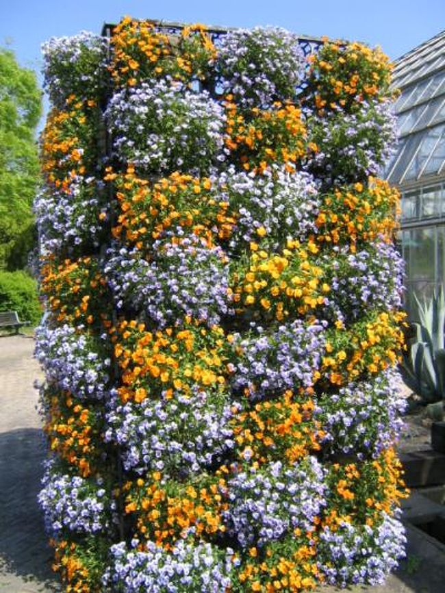 京都府精華町にある「京都フラワーパーク」、様々な花がたくさん咲くこの時期は、花を愛でながらのんびりするには最高の季節でした。自宅から20分で行けるところも魅力です。<br />※「京都フラワーパーク」は、現在では「花空間けいはんな」に名称変更されています。