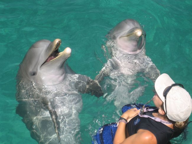 Playa Langostaからフェリーに乗り、Isla Mujeresの<br />Dolphin Discoveryへ。<br />