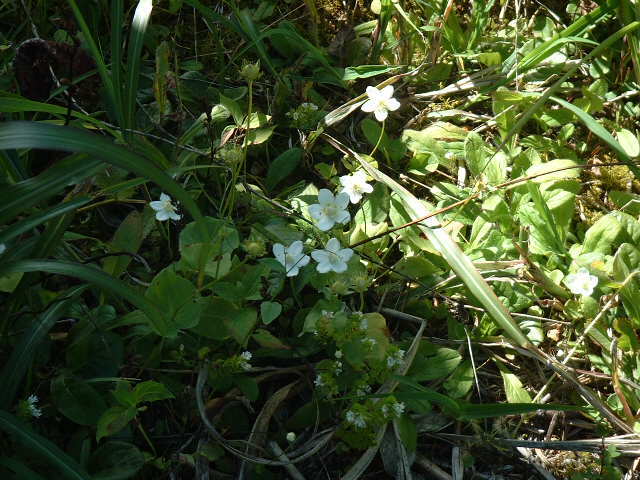 弥陀ヶ原、室堂で見つけた草花です。<br /><br />名前が分からない草花が沢山ありました。