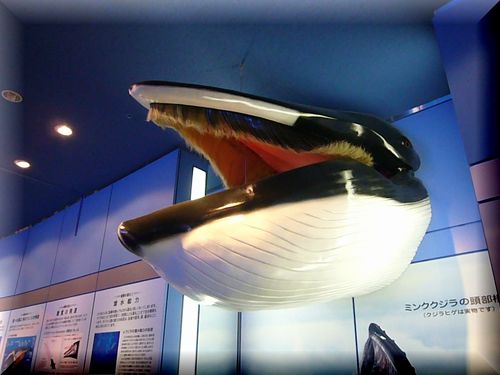 シャチの「クーちゃん」・・・・・名古屋港水族館』名古屋港(愛知県)の