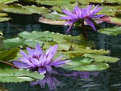Water Lilies Museum 2007