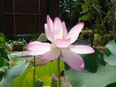 喜光寺のハスの花観賞と参拝