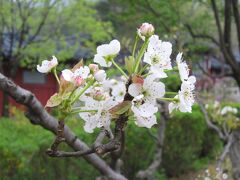 2006春、韓国紀行15(12/20)：4月30日(2)：ソウル郊外、チャングム・テーマパーク、春の花が満開