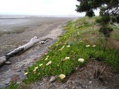 カラメア：ＮＺ南島西海岸北端、辺境の町（改訂）