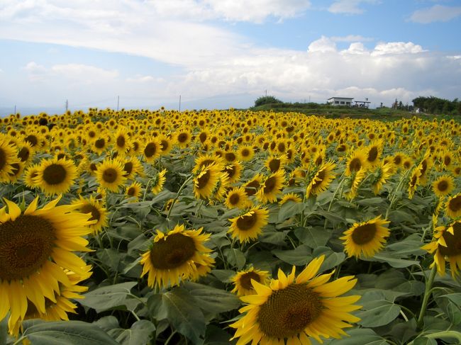 山梨県北杜市にあるひまわり畑に出かけてきました！<br />このひまわり畑は「いま、会いにゆきます」のロケ地にもなっていて有名な場所。<br />これだけのひまわりが咲き誇ると見事ですね！！<br /><br /><br />http://www.city.hokuto.yamanashi.jp/hokuto_wdm/html/joy-a/52786934823.html