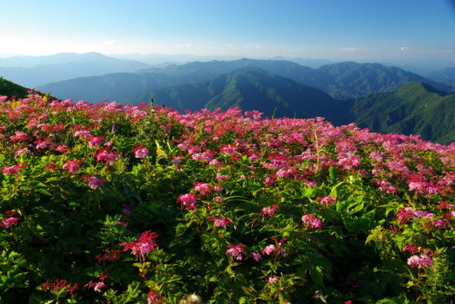 猛暑の下界を離れて、１３７７ｍの伊吹山はお花畑と涼風が心地よいです！