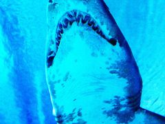 ＫＬ点描?　アクアリアの感動　☆タイガーシャークと対峙して