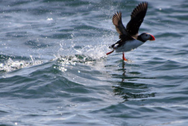 アイスランドの国鳥「パフィン」・・<br />アイスランドの国鳥「パフィン」胴体は白く羽根は黒色。特徴のあるオレンジ色の口ばしに水かきの付いた足・・。なかなか愛嬌のある可愛い鳥だ。アイスランドに来たら是非見たい鳥だ。海面をバタバタと走るように飛んだり、のんびりと浮かんだり、海面すれすれに飛んだり様々な姿を見せてくれる。スケジュールを調整し、見るツアーを特別企画。約2-3万羽のいる島へ！飛んでいるわいるは・・沢山のパフィンを見ることができ、大満足でした・・<br /><br />詳細は<br />http://yoshiokan.5.pro.tok2.com/<br />旅いつまでも・・★画像旅行記を<br />ご覧ください。