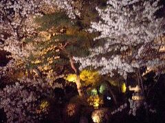 夜桜