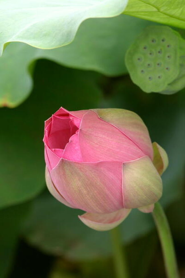 &#39;０７年７月のおわり、去年はじめて訪れた星名池へ、今年も蓮の花を見に行ってきました。<br />写真は、午前11時前後の時間帯と、夕方撮った花に分けて掲載しました。日中と夕方の花姿や赤花で咲き始め、白花となって散っていく花の様子をご覧ください。<br />去年の星名池の蓮の花は、下記に掲載しています。<br /><br />小さな旅●大府・星名池のハス&#39;06 【前年の旅行記】<br />http://4travel.jp/traveler/breeze63/album/10164005/