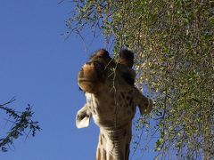 タンザニア　人と動物と出会う旅②　動物