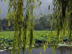 【桂林旅遊】ＯＨ！気持ちいいぞ！陽朔の筏下りと印象劉三姐