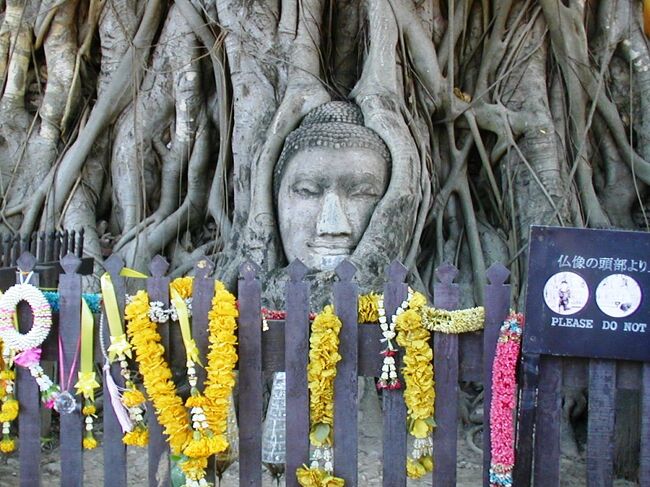 2005暮、タイ王国旅行記1(15/24)：12月19日(5)：アユタヤ、ワット・マハータート遺跡、樹の根元の仏頭