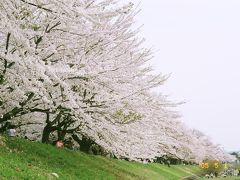 GW恒例旅行、今年も東北、そして花見（桜）へ【秋田：角館編】