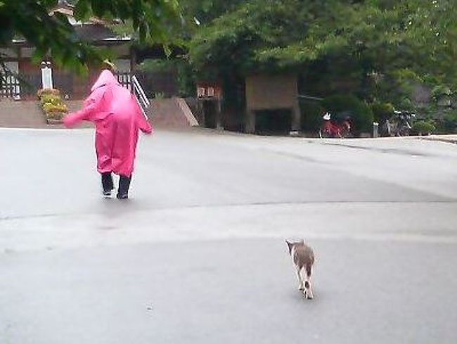 姫路のお客さんに最終報告してきました。<br />雨の中、猫が歩いてました。