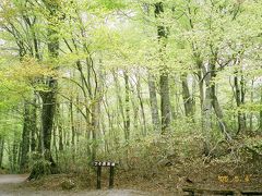 GW恒例旅行、今年も東北、そして花見（桜）へ【秋田：白神山地＆青森：弘前城編】