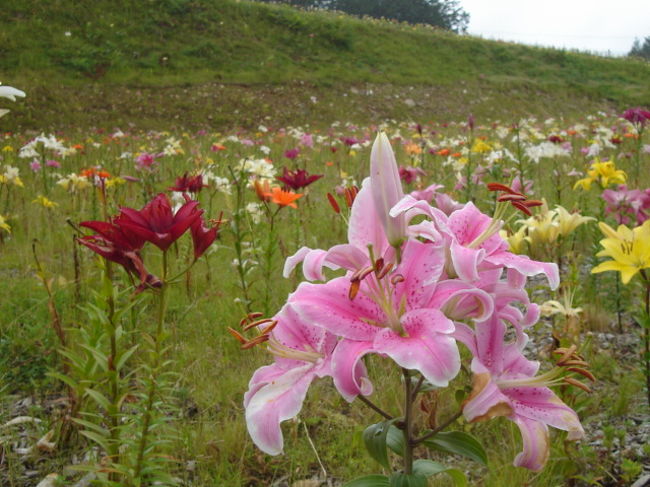 ハンターマウンテン ゆりパークは花盛り 塩原温泉郷 栃木県 の旅行記 ブログ By おちゃしまさん フォートラベル