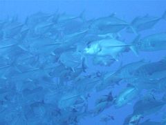 【5】ダイビング (タヒチ ランギロア島旅行　2007年5月)