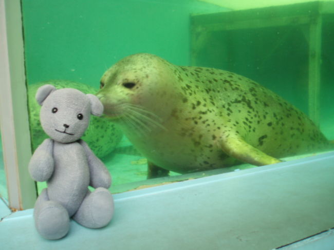 初宮島水族館です。<br />目当てはペンギンのお散歩だったんですが、なかなかクマ的に遊べる水族館だったのでした。<br /><br />2009年追記。<br />2008年11月末で、宮島水族館は休館となりました。<br />老朽化のために全面建て替えとなるようです。<br />2011年8月にリニューアルオープンだそうです。<br />このレトロ感がなくなるのはちょっと惜しい気もします。<br /><br />ちなみに、ゴマフアザラシ君たちは２頭が高知の桂浜水族館に預けられてるとのことで、表紙写真のこの子も行ったのかも？？