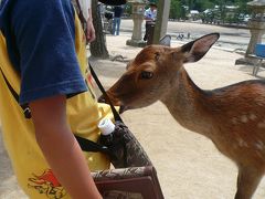 子連れ広島旅行1日目+｡:.ﾟヽ(*´∀`)ﾉﾟ.: