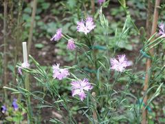 秋の長瀞七草寺めぐりハイキング　その?不動寺(撫子)