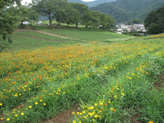 ９月１日、撫子の寺、不動寺を後にして、女郎花の寺、真性寺へ向かう途中に野土山～旧新井家住宅～長瀞岩畳をハイキングした。<br />野土山ではヒグラシ等の蝉の声が大きくまだ、夏であることを告げていた。<br />旧新井家住宅の横の傾斜面の畠には素晴らしい黄色コスモスが咲き誇っていた。<br />１４時に長瀞・岩畳に到着したが、１３時に長瀞に着いたときに比べて訪問客がかなり増えていて、岩畳には若いカップルや団体が散策していた。<br />岩畳のくぼ地の水溜りの傍にミソハギが美しく咲いていたのが印象的であつた。<br /><br /><br />＊写真は旧新井家住宅の横の黄色コスモス畑<br /><br /><br />