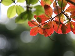 みたび大台ケ原～緑の世界～１