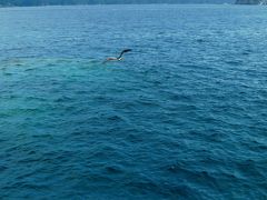 09三陸縦走 浄土が浜遊覧船　☆輝く岩礁・ウミネコの舞を見て