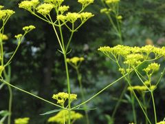 秋の長瀞七草寺めぐりハイキング　その?女郎花の寺・真性寺